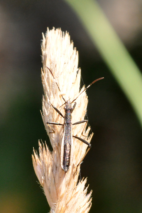 Alydidae - Micrelyta fossularum